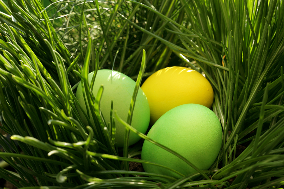 coloured eggs in grass